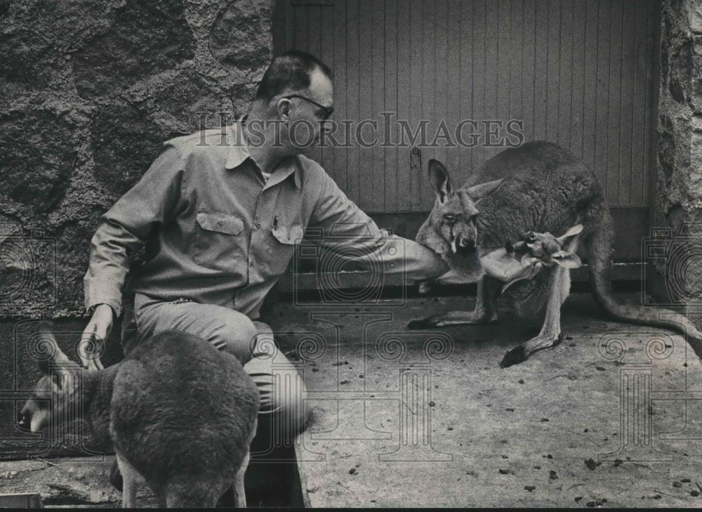 1978 Press Photo Milwaukee Zookeeper Ray Holling with 3 generations of kangaroos - Historic Images