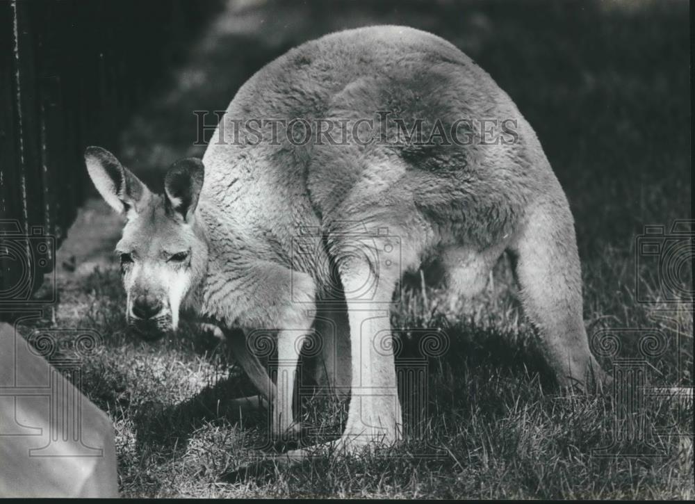 1982 Press Photo Milwaukee Zoo, kangaroo takes break from eating grass - Historic Images