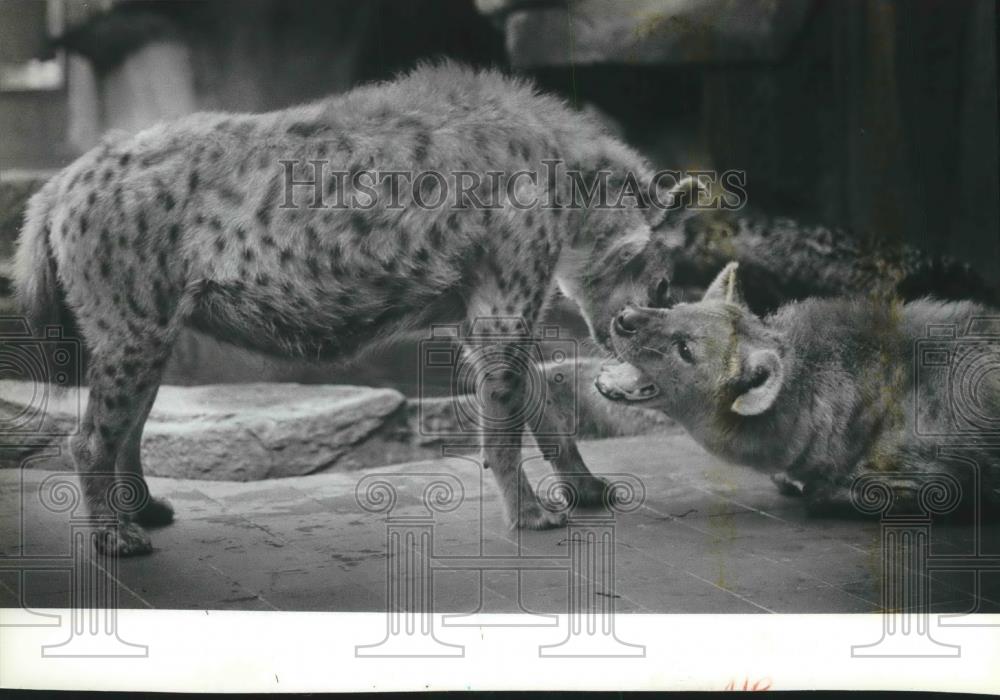 1992 Press Photo Pair of hyenas at new home at Milwaukee County Zoo&#39;s Lion House - Historic Images