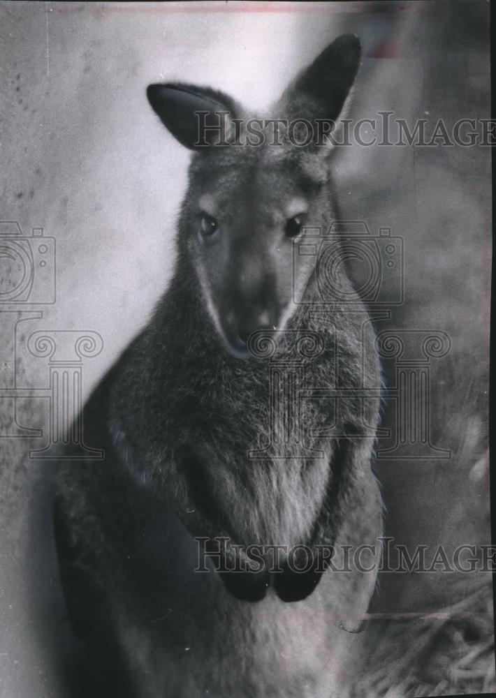 1980 Press Photo Wallaby, Milwaukee County Zoo - mjb61316 - Historic Images