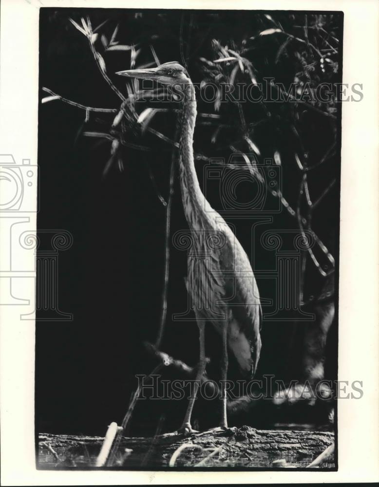 1986 Press Photo Blue Heron stood posed waiting for food on the Milwaukee river. - Historic Images