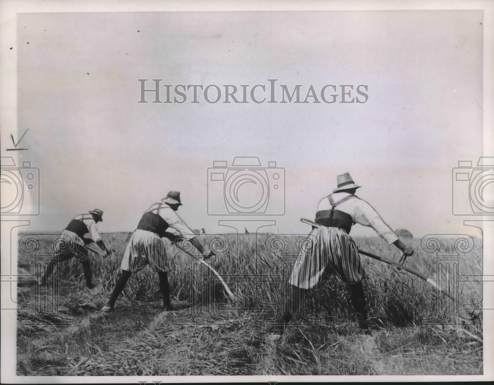 1995 Press Photo Well Dressed harvesters in Holland reap the hay. Marken - Historic Images