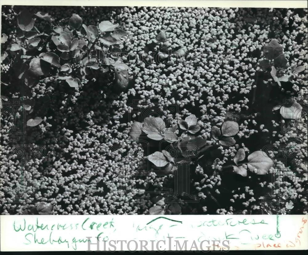 1982 Press Photo Duckweed mingled with watercress plants in Watercress Creek - Historic Images