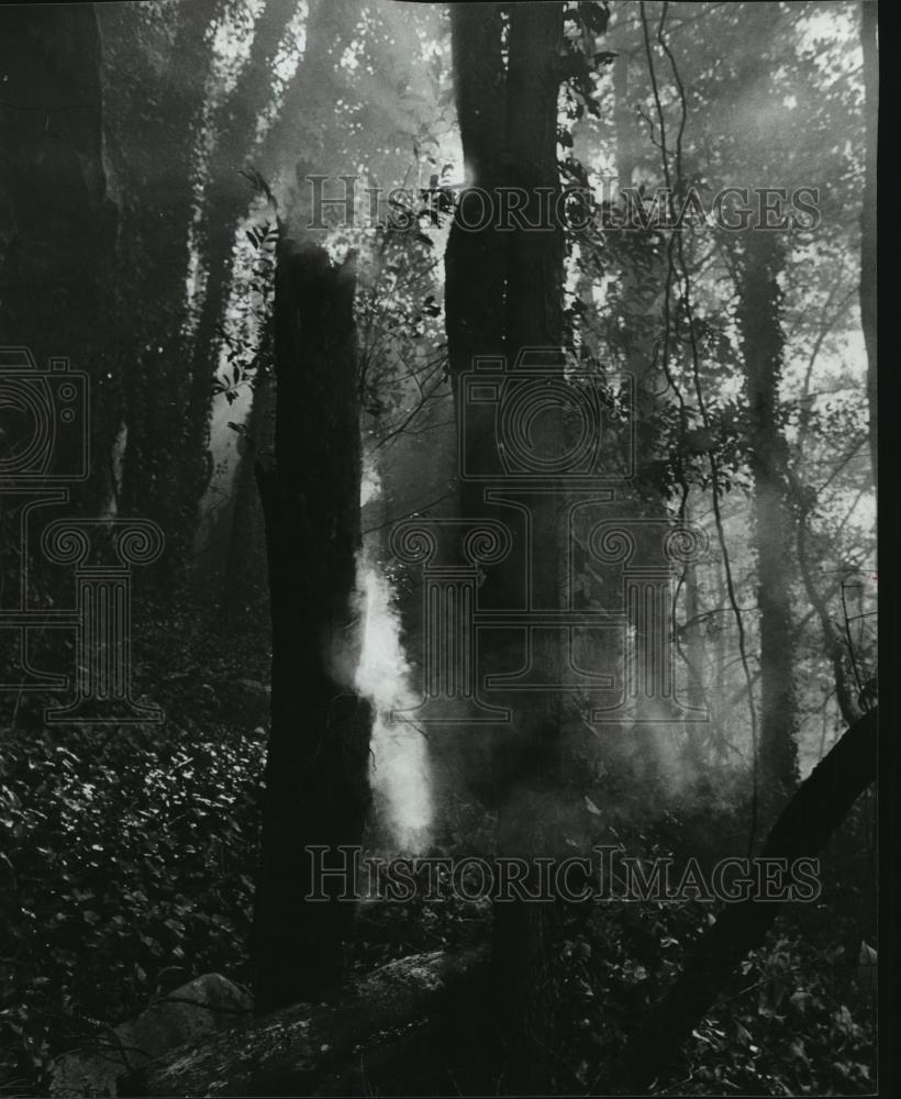 1981 Press Photo Alabama-Forest fires moves north along Shades Mountain. - Historic Images