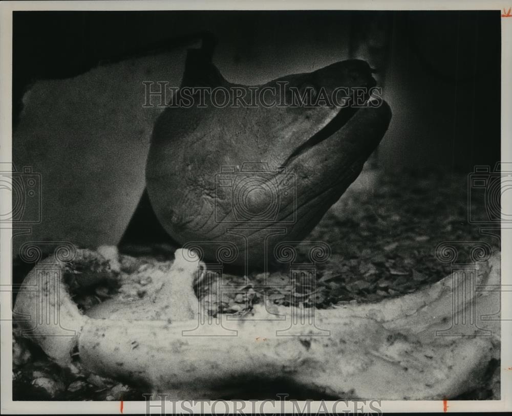 1991 Press Photo Alabama-A Moray Eel in tank at the Fish Market restaurant. - Historic Images