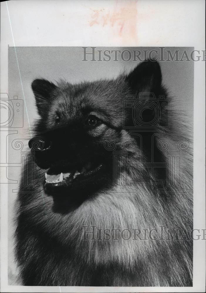 1978 Press Photo Beorns Katrina V Misty wins award at Keeshond dog show - Historic Images