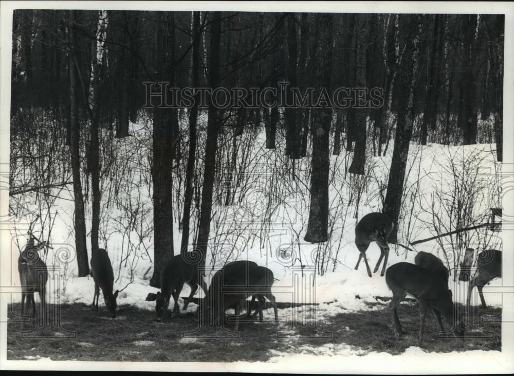 1990 Press Photo Deer feeding on hay spread atop snow - mja95069 - Historic Images