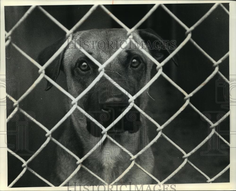 1990 Press Photo Mix-breed dog named Pete at the Wisconsin Humane Society - Historic Images