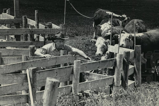 1984 Press Photo Don Gallagher rounding up cows into the corral on his farm - Historic Images