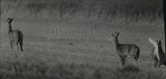 1984 Press Photo Anterless Deer Roam Fields - mja95739 - Historic Images