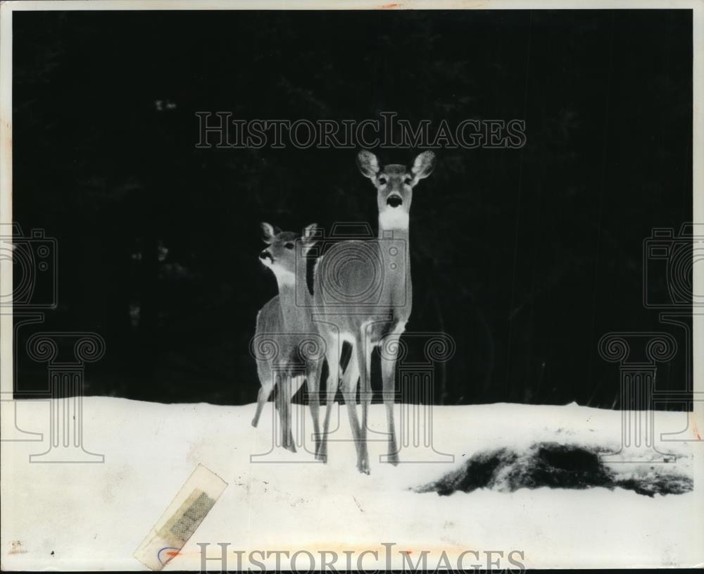 1976 Press Photo Deer cross field near Sugar Camp, Oneida County. - mja95761 - Historic Images