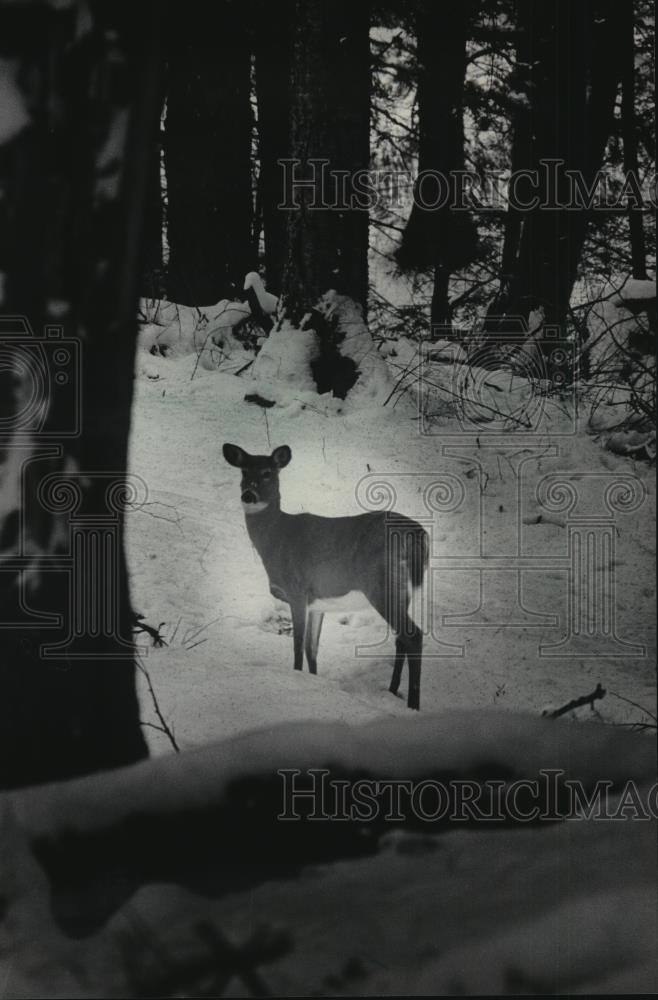 1984 Press Photo A hungry deer waits to feed in a hemlock forest - mja95863 - Historic Images