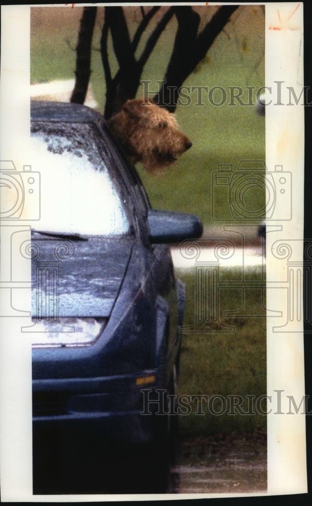 1994 Press Photo An Airdale sticking head out of car window to check weather - Historic Images