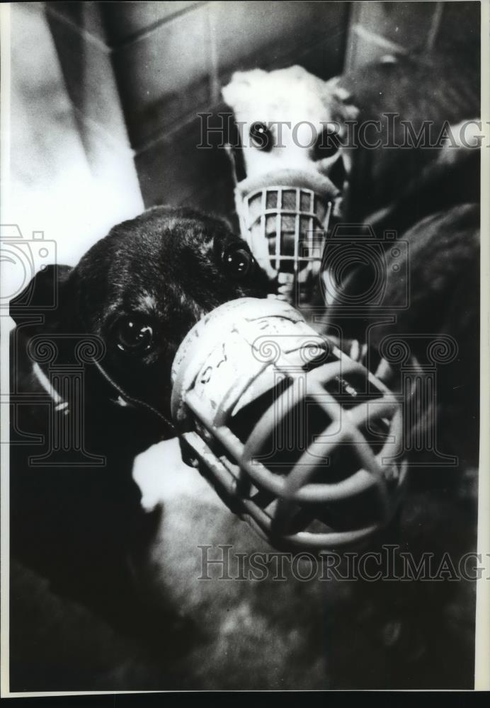 1993 Press Photo Greyhounds in overcrowded kennel in Summerfield, Florida - Historic Images