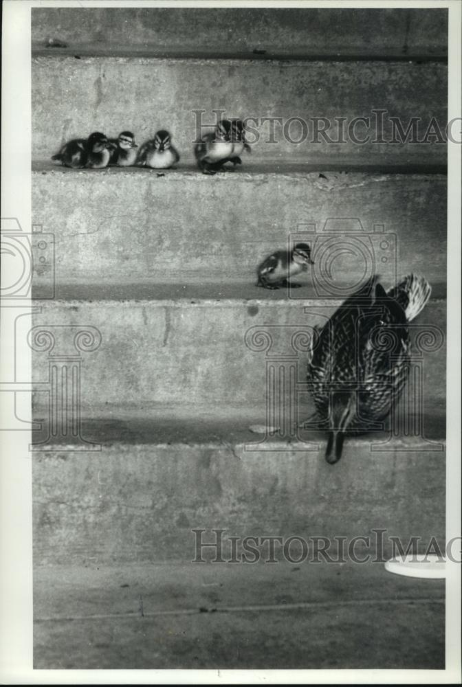 1990 Press Photo Duck family goes down staircse into Lake Mendota - mja96499 - Historic Images