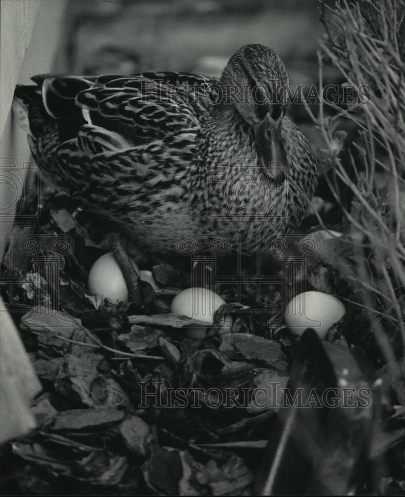 1985 Press Photo Big Mama duck lays on eggs near Milwaukee County Zoo - Historic Images