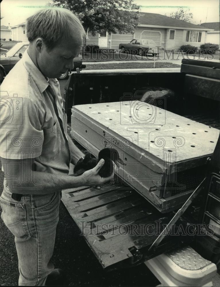 1986 Press Photo State Department of Natural Resources worker tags ducks, Neenah - Historic Images