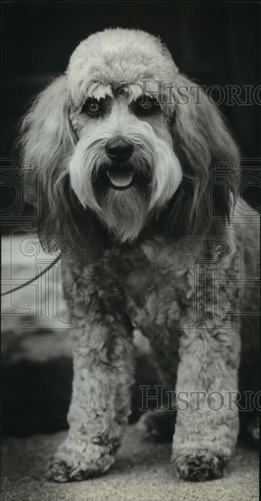 1980 Press Photo Coco the poodle after getting groomed - mja96532 - Historic Images