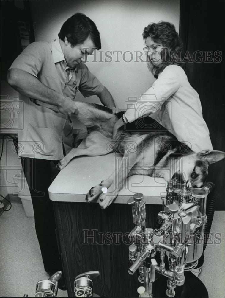 1982 Press Photo Ann Vercauter Vet Medical Tech Helps With German Shephard - Historic Images