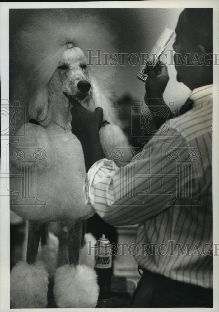 1993 Press Photo 3 Year old Poodle won Janesville-Beloit Kennel Club dog show - Historic Images