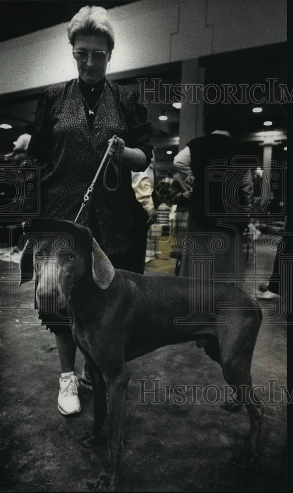 1989 Press Photo Blue, a Weimaraner wears a hat at Wisconsin Kennel Club&#39;s 74th - Historic Images