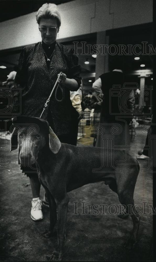 1989 Press Photo Blue, a Weimaraner wears a hat at Wisconsin Kennel Club's 74th - Historic Images
