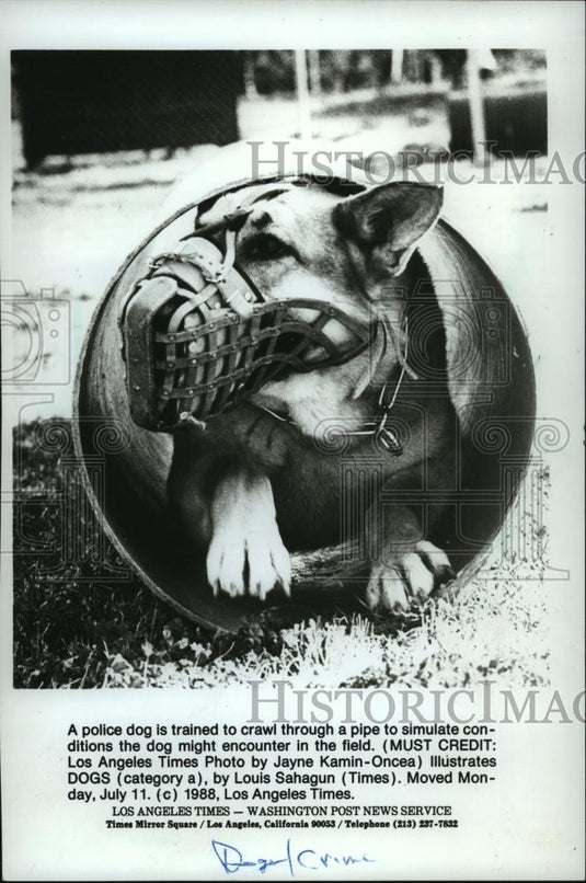 1988 Press Photo A police dog is trained to crawl through a pipe. - mja97085 - Historic Images