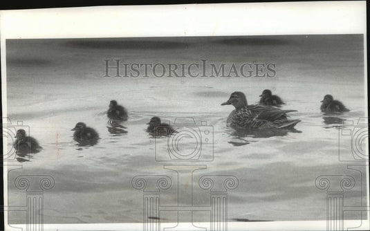 1990 Press Photo Duck family on the waters of Lake Mendota - mja97251 - Historic Images