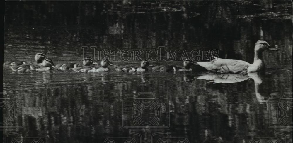 1983 Press Photo Duck and Her Ducklings Swim on lake Wingra in Madison - Historic Images