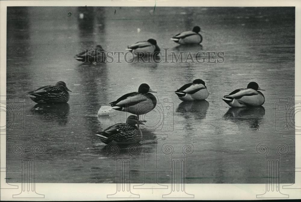 1985 Press Photo Ducks on the Ice of a Pond in Kosciuszko Park in Milwaukee - Historic Images