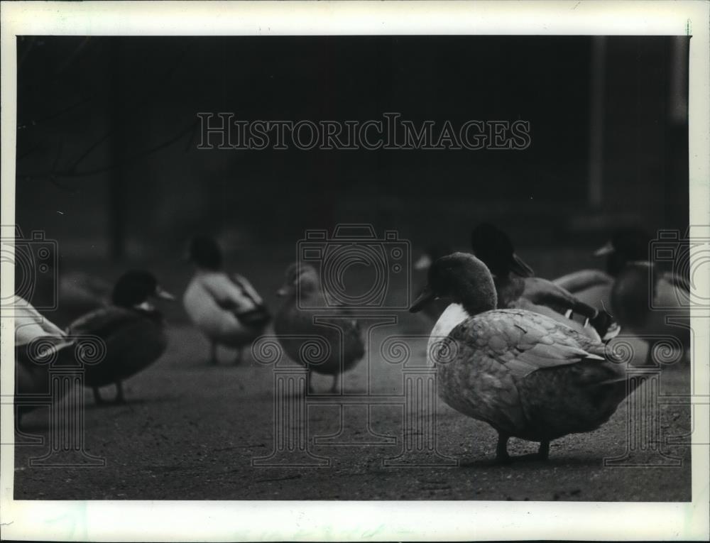 1982 Press Photo Ducks Forages along Thiensville Main Street in Wisconsin - Historic Images