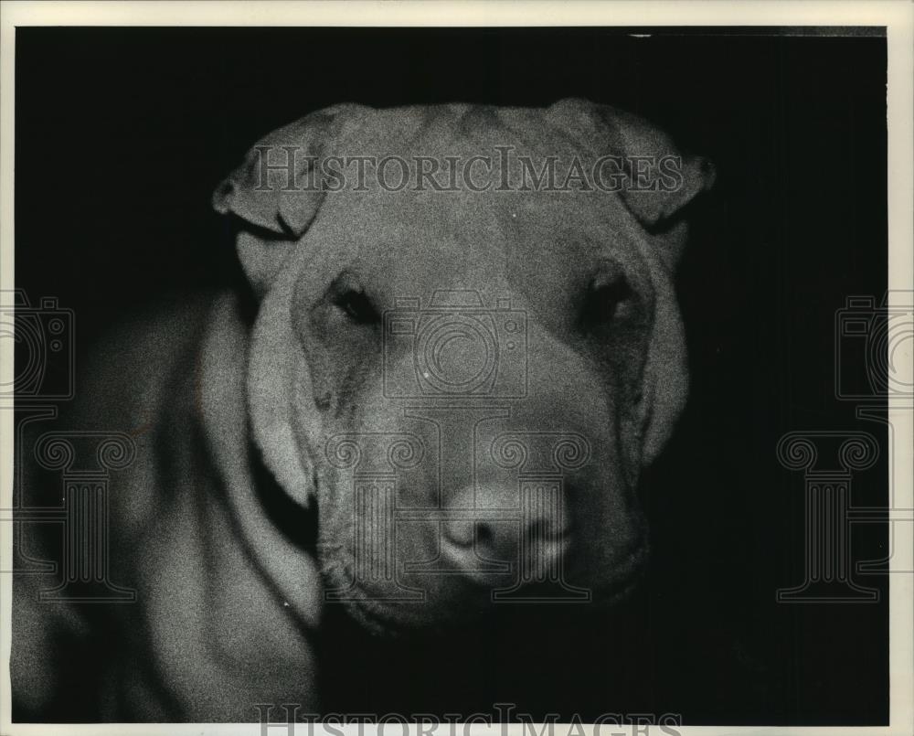 1991 Press Photo Shar-Pei dog owned by Matthew Kortsch captured - mja97519 - Historic Images