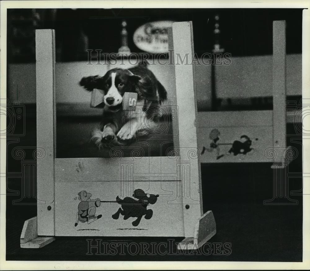1984 Press Photo A dog names Stubby leaps over a hurdle with a baton in mouth - Historic Images
