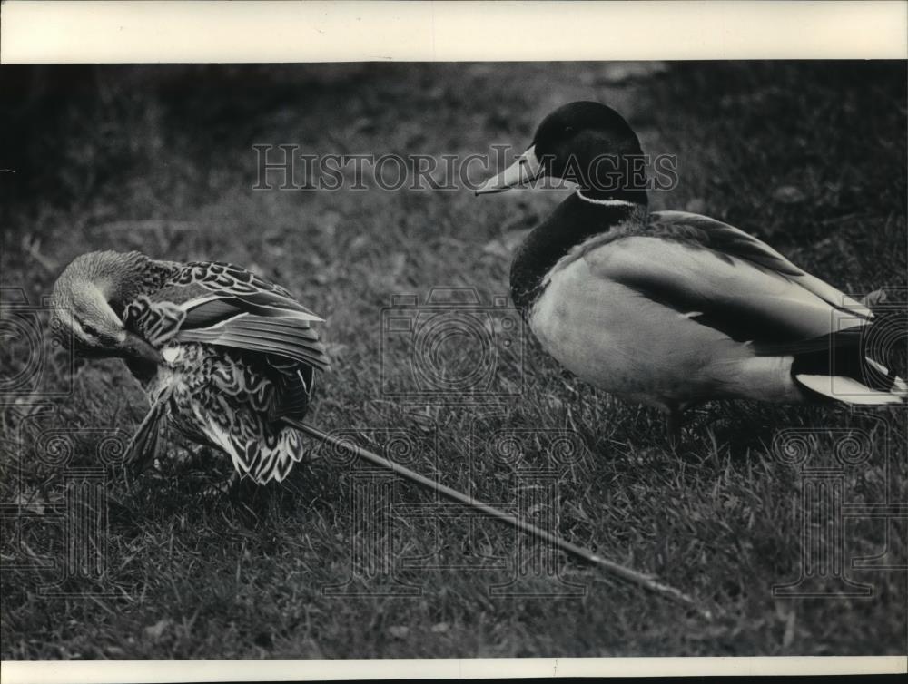 1985 Press Photo Mallard Hen Pecks at Arrow and Stays Close to Her Drake - Historic Images