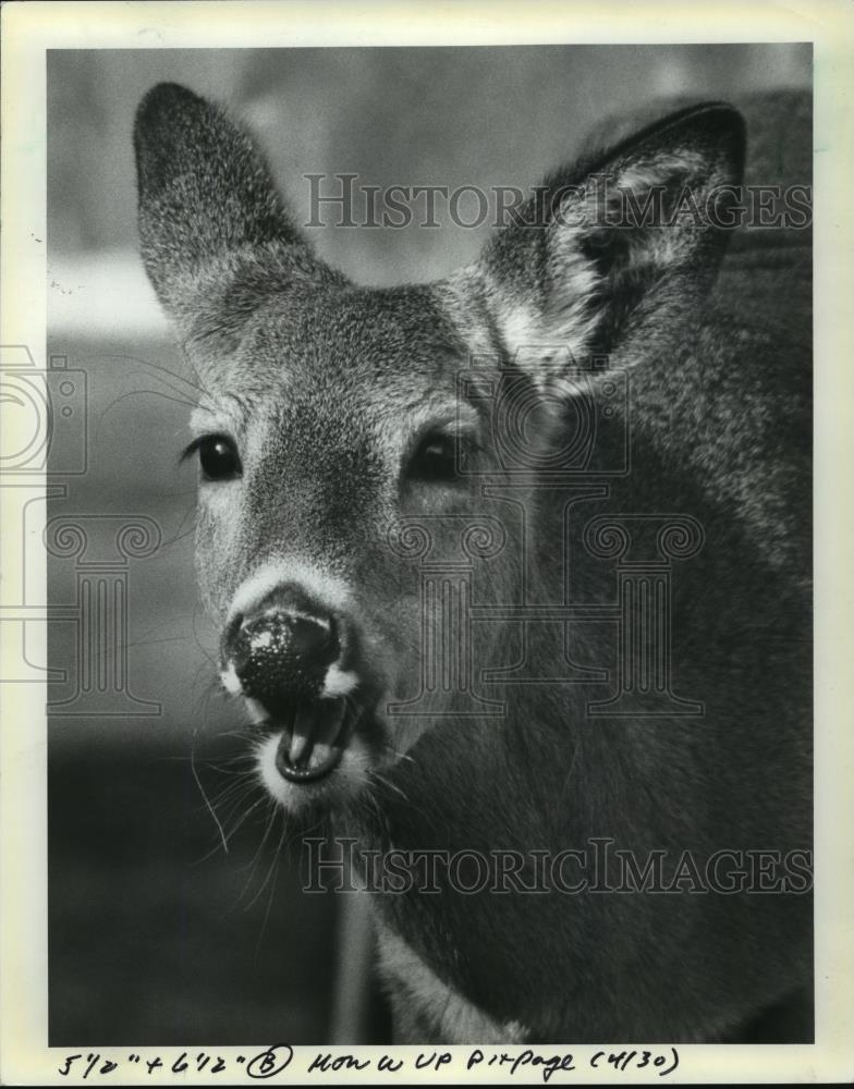 1984 Press Photo Deer in Eagle River Michigan Happily Chewing Food - mja97966 - Historic Images