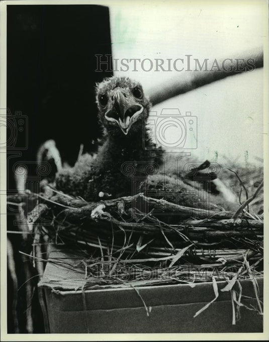 1986 Press Photo A young eagle returns back to Lac du Flambeau Chippewas. - Historic Images