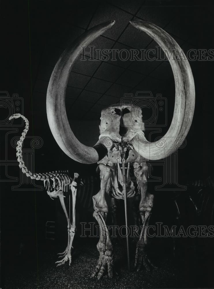 1983 Press Photo Milwaukee Museum exhibit, Moa and Mastadon skeletons displayed. - Historic Images