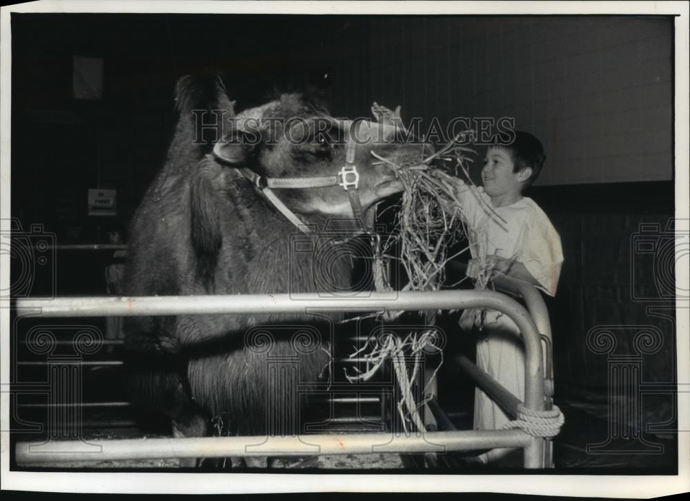 1991 Press Photo Nathan Hamilton of Greendale feeds a camel in Brookfield - Historic Images