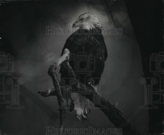1982 Press Photo Wisconsin River by Wisconsin Dells, mature bald eagle. - Historic Images