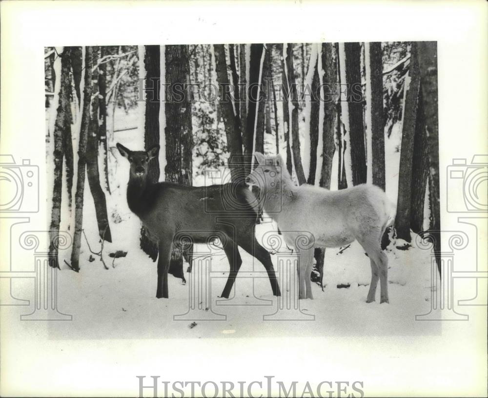 1982 Press Photo Elk calves belong to the Smoky Lane Reserve herd, Wisconsin - Historic Images