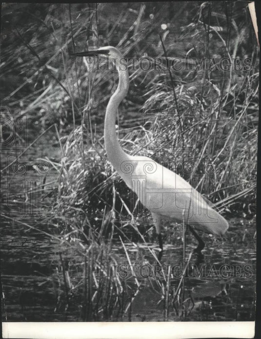 1984 Press Photo American Egret stalking frogs in a marsh near Ferryville - Historic Images