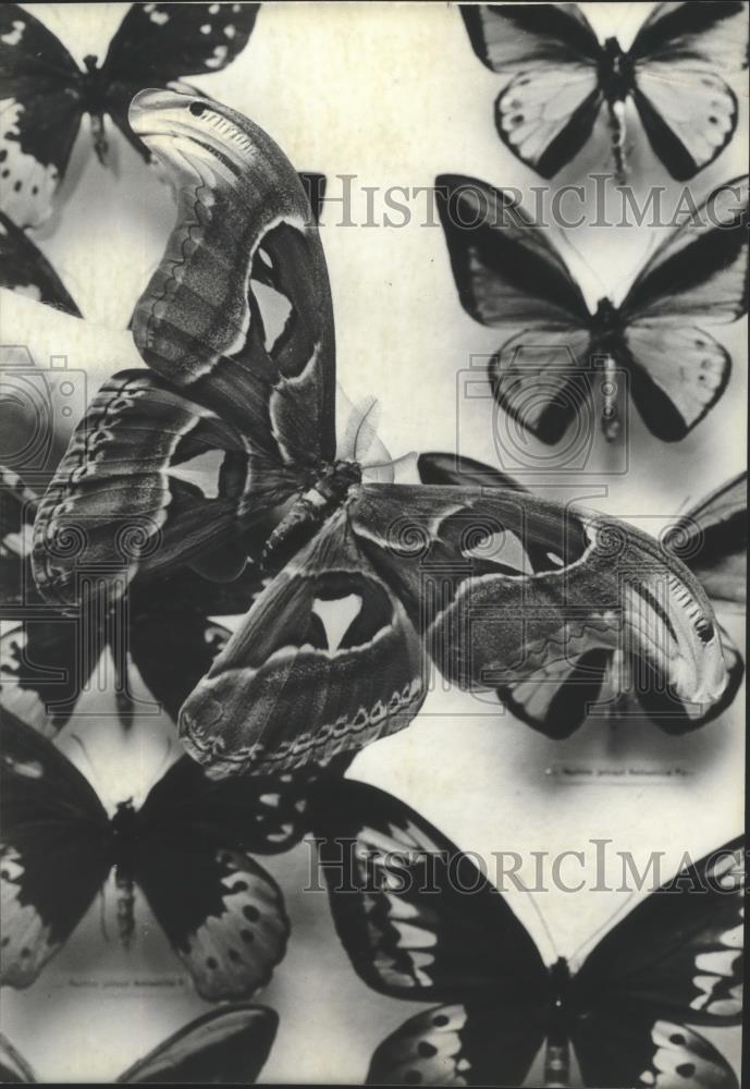 1982 Press Photo An Atlas Moth, caught in Formosa, at the Milwaukee Museum - Historic Images