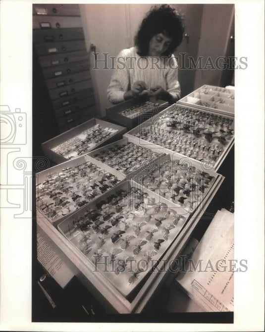 1993 Press Photo worker Susan Borkin classifying insects at the Milwaukee Museum - Historic Images