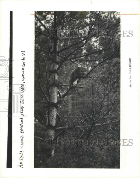 1994 Press Photo An eagle perches along Bass Lake in Lincoln County - mja99913 - Historic Images