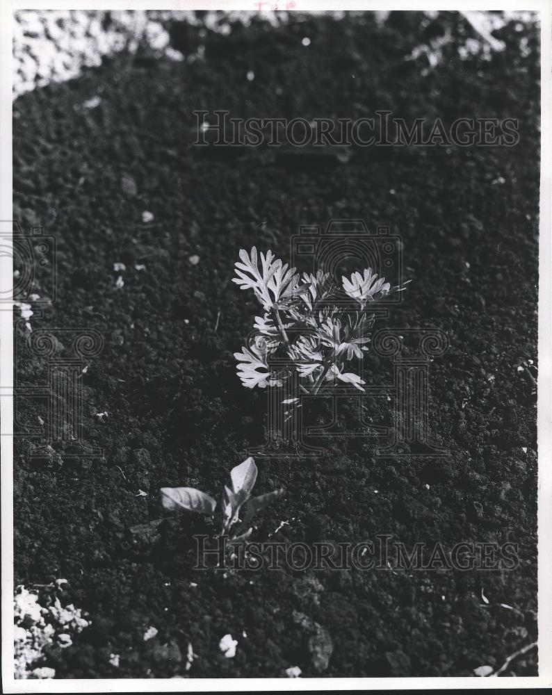 Press Photo Larkspur seedling, often mistaken for carrot or ragweed. - Historic Images