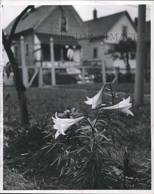 1980 Press Photo Easter lily common to bloom in the fall, even after hard frost. - Historic Images