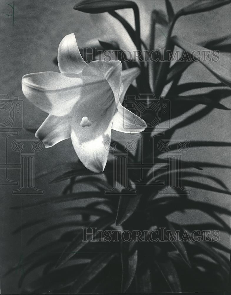 1985 Press Photo Potted Lilies during Easter Season - mjb06002 - Historic Images