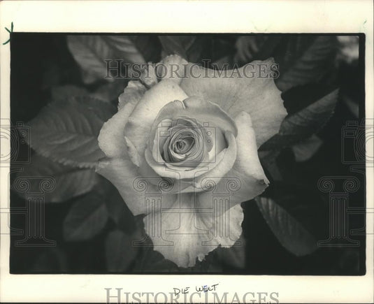 1987 Press Photo Hybrid Tea Rose 'Die Welt' - mjb06616 - Historic Images