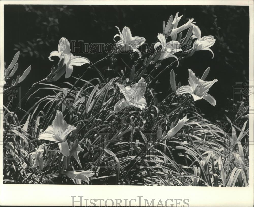 1983 Press Photo Day Lily at Boerner Botanical Garden. - mjb06649 - Historic Images