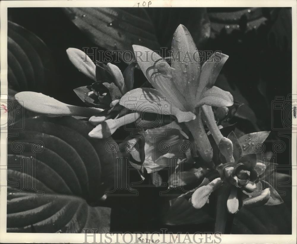1985 Press Photo Grandiflora plantain lily, in bloom at Whitnall park. - Historic Images
